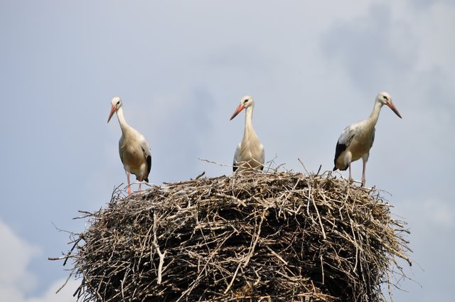 drei junge Storche warten auf Futter