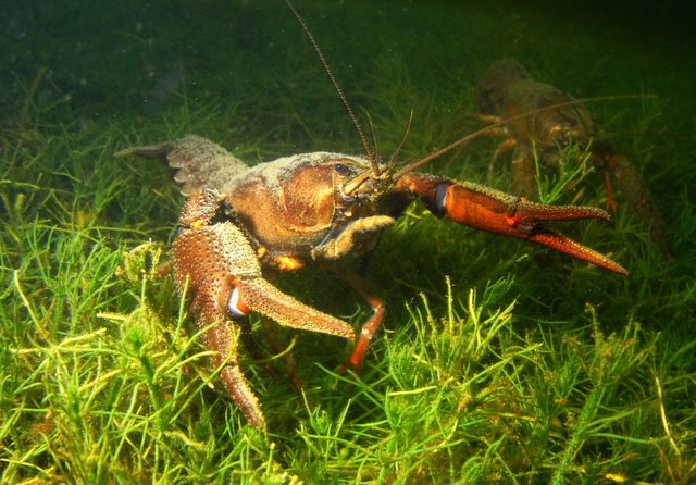 Krebse im Niedernberger Silbersee