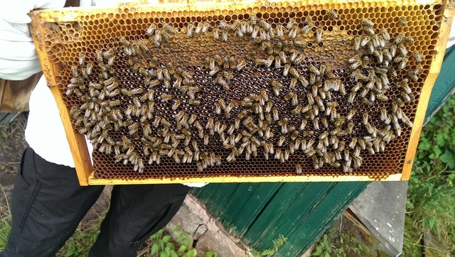 entspannte bienen :-)