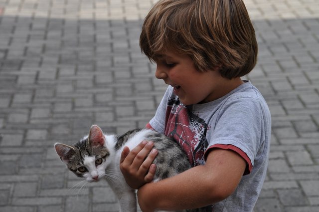 so süß die kleine Katze