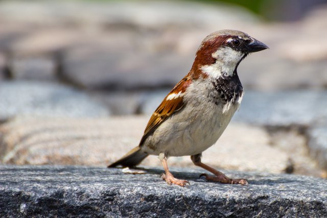 Ein witziger Spatz im Luisenpark Mannheim