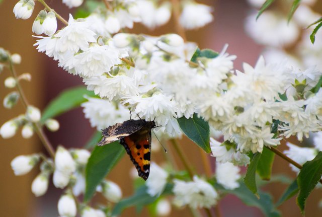Ein Schmetterling im heimischen Garten