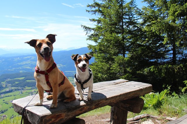 Sommerspaziergang mit Prinz und Ronja