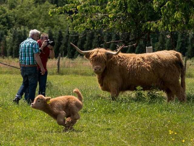 Schnell weg! Paparazzis im Anmarsch auf der Mainbullauer Höh`