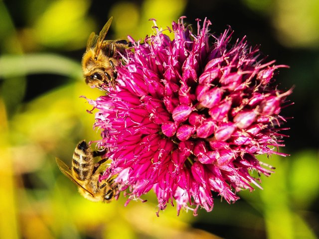 Mönchberger Bienen auf Zierlauch