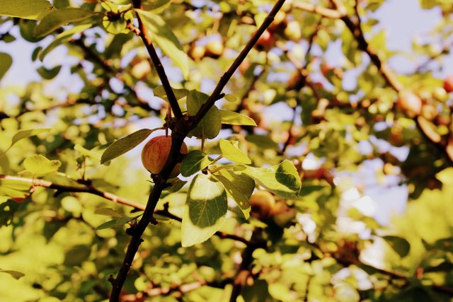 Und der Sommer neigt sich langsam dem Ende zu