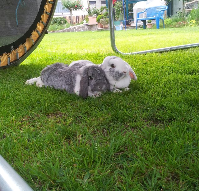 Häschen, bei 30 Grad im Schatten, beim relaxen unterm Tranpolin.
