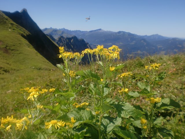 Biene Maja und Willi bei der Arbeit am Nebelhorn in Oberstdorf