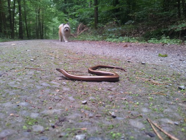 Beim Hunde-Spaziergang haben wir Blindschleiche entdeckt.