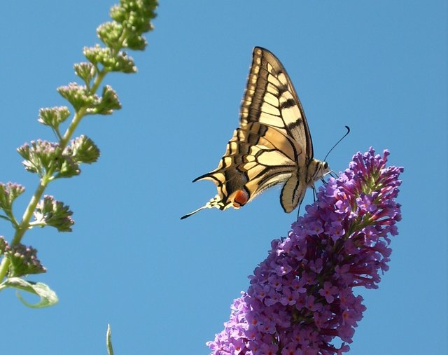 zu Gast im Sommerflieder