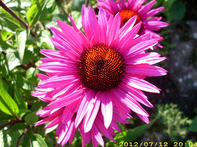 der Sommer und seine Farben