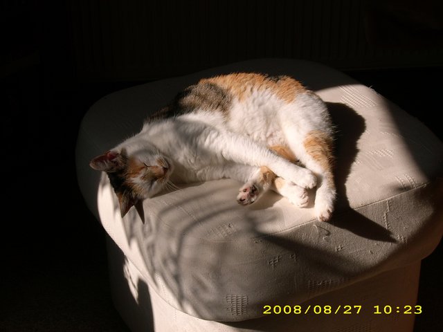 Siesta