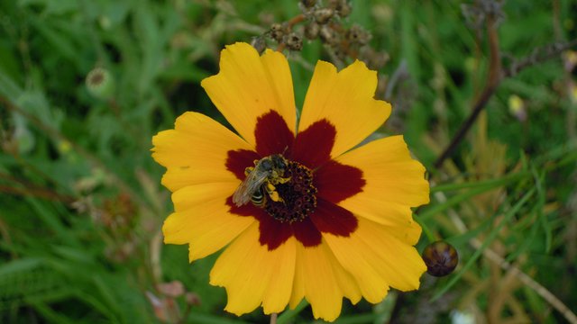 Flotte Sommerbiene