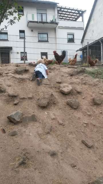 Mein Sohn beim Hühner fangen.