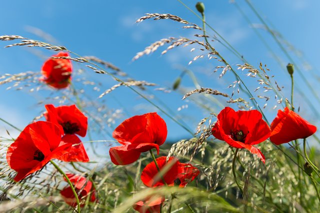 Sommerblüte