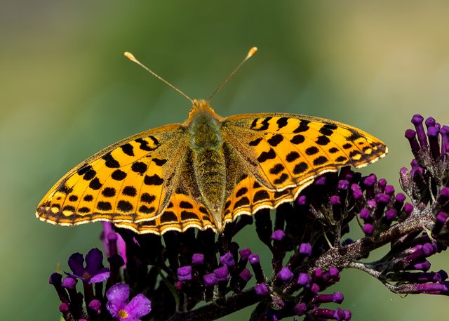 Kaisermantel auf Buddleja