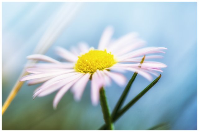 "Gänseblümchen" So klein und doch ganz groß