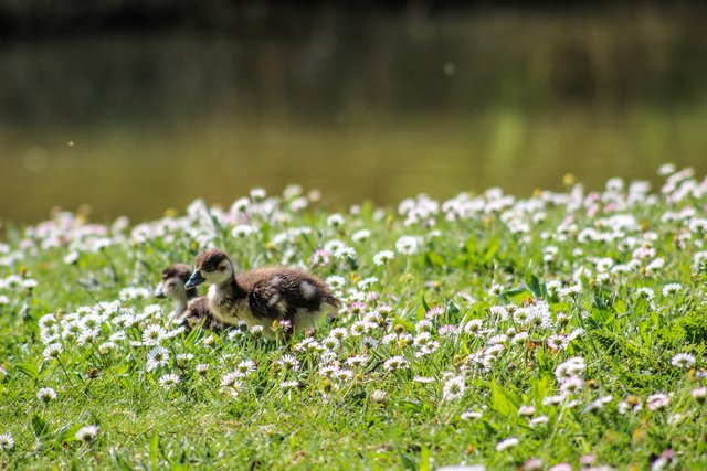 Im Entenmarsch durch den Sommer