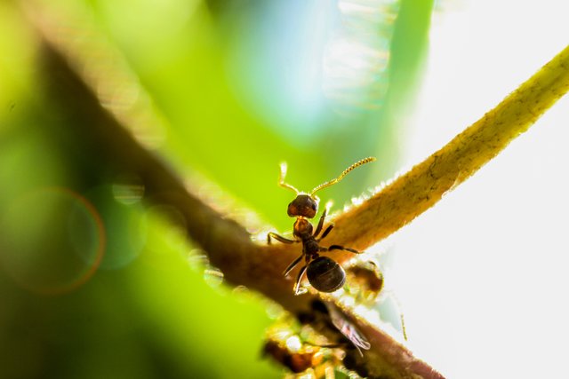 Eine Ameise auf Entdeckungstour
