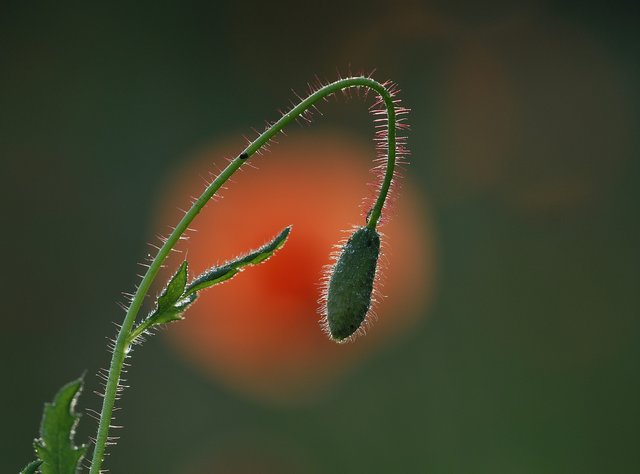 Mohn