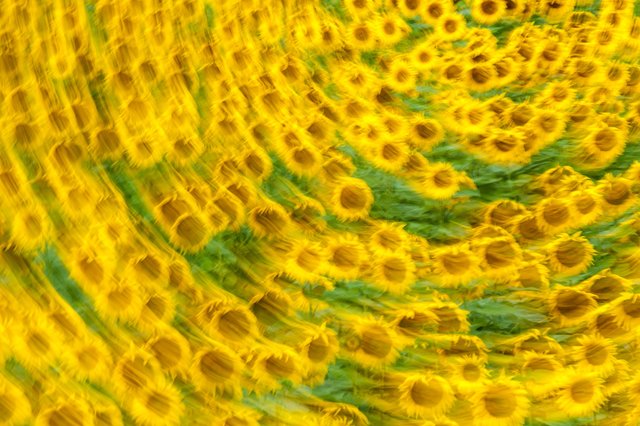 Sonnenblumen (beim Auslösen die Kamera gedreht)