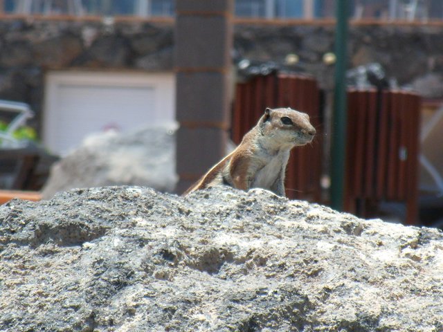 Dieses süße Streifenhörnchen begegnete uns im Urlaub auf Fuerteventura