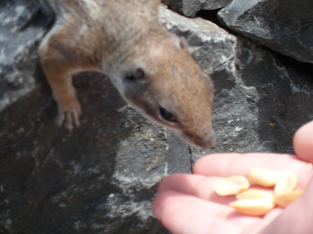 Dieses Foto ist im Juni auf Fuerteventura entstanden. Es zeigt ein Streifenhörnchen das meiner Tochter Emelie aus der Hand frisst *süß*