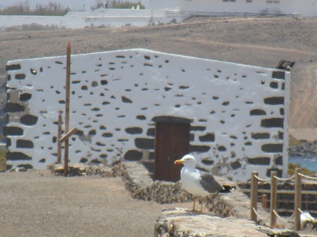 Eine Momentaufnahme auf Fuerteventura