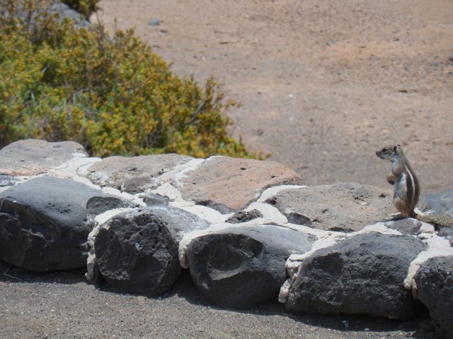 Dieses süße, neugierige Streifenhörnchen begegnete uns im Urlaub auf Fuerteventura