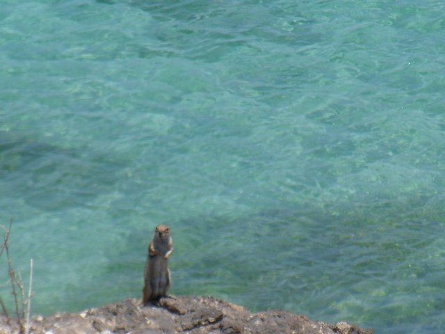 Na, wer steht denn da vorm Meer??? Ein süßes Streifenhörnchen. Fuerteventura, Juni 2014