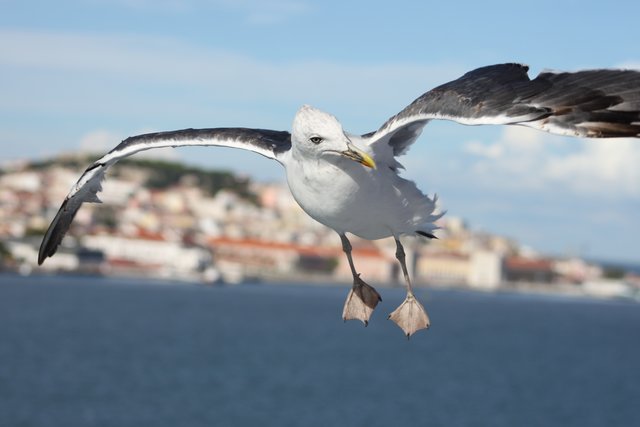 Beim Auslaufen mit dem Schiff aus Lissabon, flog diese Möwe direkt auf mich zu, wobei dieses Foto aus nächster Nähe entstand.