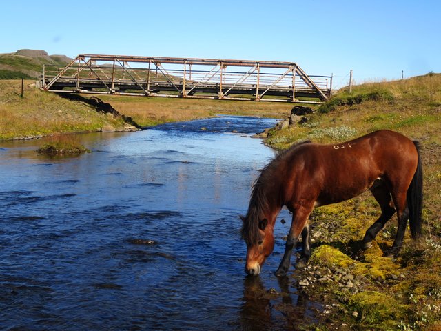 Reittour in Island