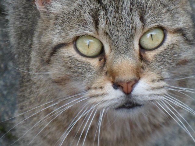 Das ist unsere Katze Mauzi! Ist sie nicht süß?