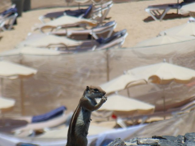 Ein Streifenhörnchen auf Fuerteventura, dass sich nicht von Touristen stören lässt und seine Nüsse knabbert...