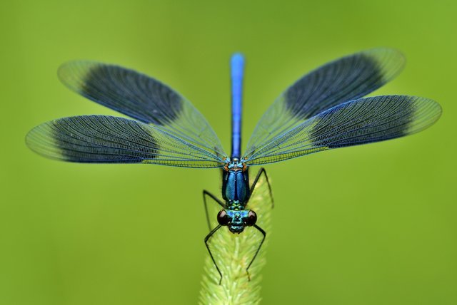 Gebänderte Prachtlibelle