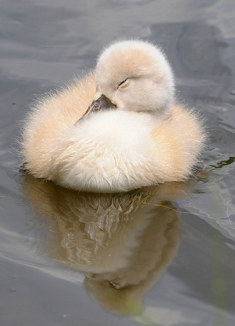 Ruhend auf dem Wasser