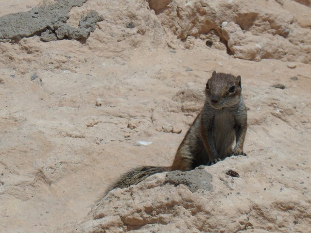 Neugieriges Streifenhörnchen das uns auf Fuerteventura beobachtete...