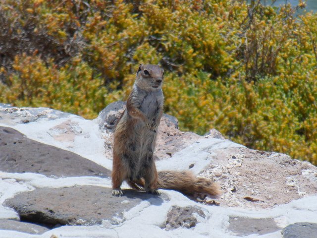 Unser Streifenhörnchenfreund aus Fuerteventura