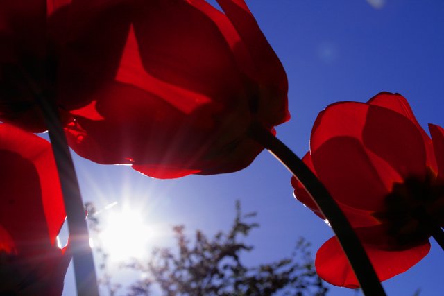 Mohnblumen in der Mittagssonne