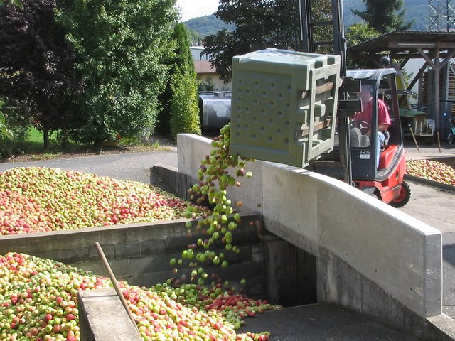 Anlieferung der Äpfel bei einer Kelterei