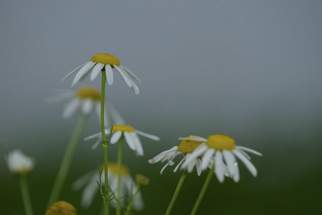 Letzte Blüten am frühen Oktobermorgen.