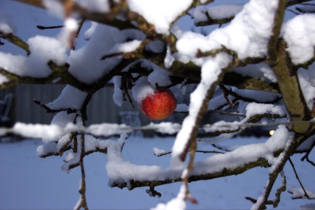 Der letzte Apfel :-)