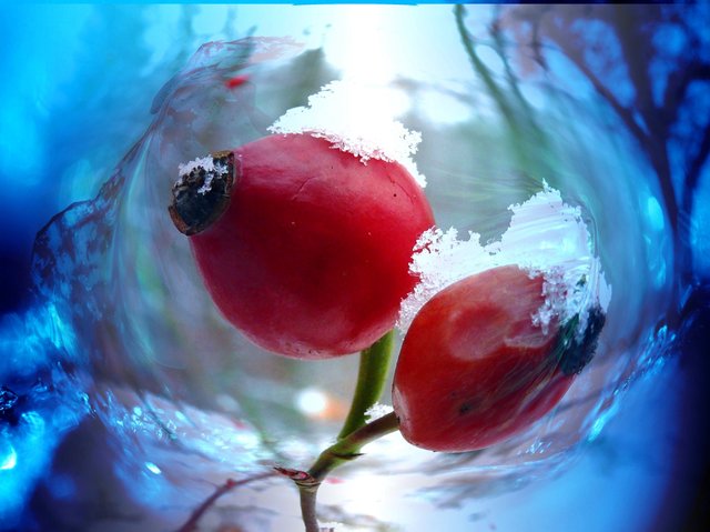 Kalt erwischt: Hagebutten bei klirrender Kälte.