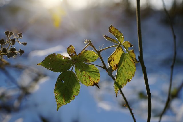Nahezu unverwüstliche Brombeer-Blätter im Neuschnee.