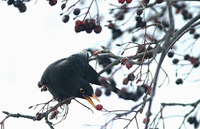 Eine Amsel in der klirrenden Kälte auf erfolgreichem Beeren-Beutezug.
