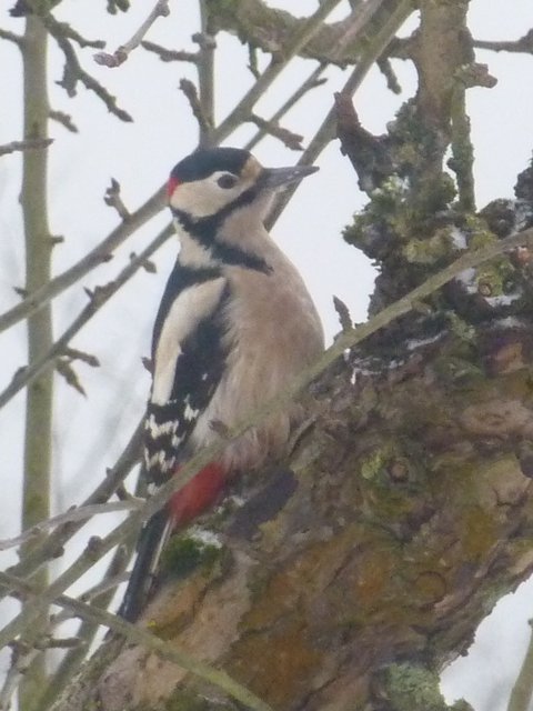 bei der Futtersuche im Apfelbaum