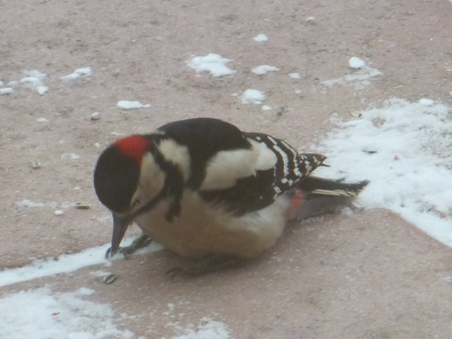 Buntspecht am Futterplatz unter dem Vogelhäuschen