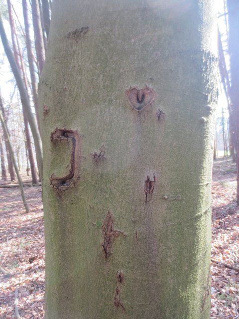 Vor "wer-weiß-wie-vielen-Jahren" in der Natur verewigt - Initialien mit "herzlichem Gruß".