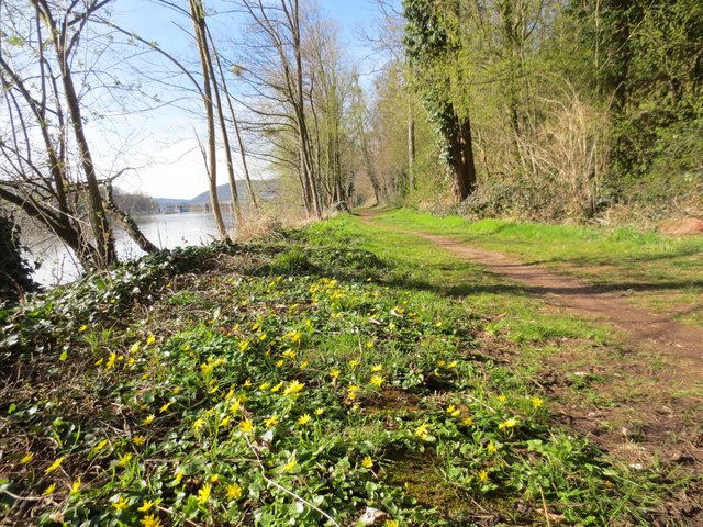 Die ersten Blümchen recken sich zur Sonne