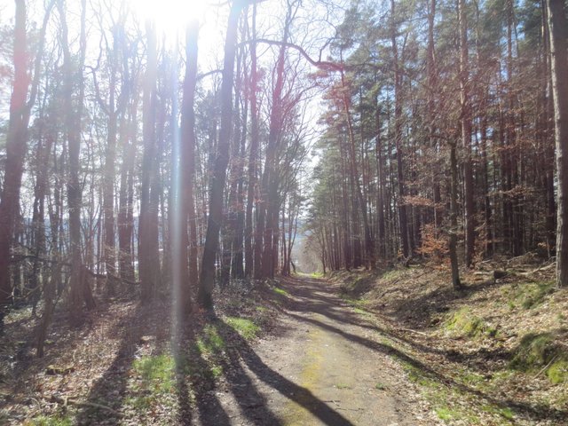 Die Sonne kitzelt durch die Äste
